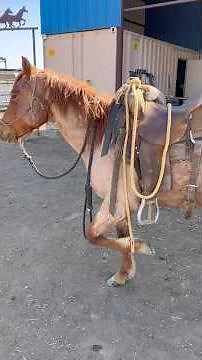 Tying Up A Horses Front Foot Demo
