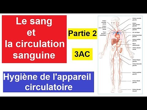Le sang et la circulation sanguine chez l'Homme - Partie2 - Hygiène de l'appareil circulatoire 3AC