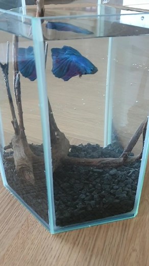 Dla tych co plakali że w kuli rybce źle bo jej odwali i będę musiał z nią do psychologa chodzić 😅 ZMIENIŁEM! #fish #fishing #aquarium #aquaairpower #aqua #aquarius #akwarium #akwarystyka #ryba #rybka #bojownik #woda #water #Glass #fyp