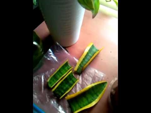 Propagating Mother in Laws Tongue