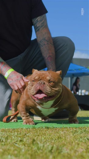 Exotic bully in the ring competing at the Exotic Vs Micros 3 bully show hosted by Hillside Gottiline in Southern California. #ExoticBully #BullyShow #HillsideGottiline #BullyEvents