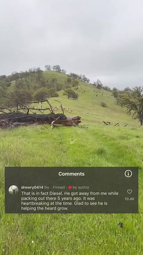 Watch as a donkey named Diesel joins a herd of Elk in California. Diesel went missing five years ago in Auburn, California after getting ‘spooked’ while trail packing. Check out our Etcetera section for more information on how the donkey joined the herd. Just tap the #linkinbio. #Donkey #ElkHerd #Herd #Wildlife #1440 | 1440