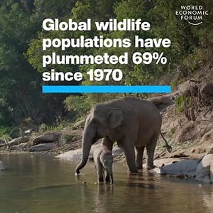 9.1K views · 437 reactions | The WWF has said its findings are ‘code...