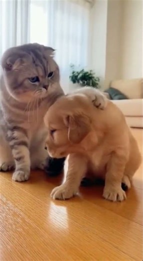 Cat Loses Its Mind After Mouse Appears From a Wall Hole! 🤯🐭😼