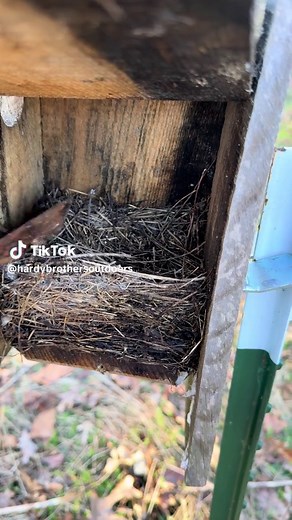 Spring Cleaning of 25 Nest Boxes: Bluebird vs. Tree Swallow