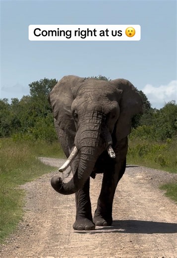 Elephants Running Fast in Kenya