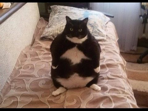 FUNNY FAT CATS| COMPILATION (TRY NOT TO LAUGH OR GRIN)