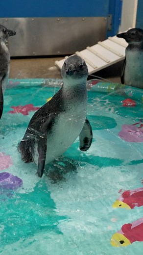 202K views · 8K reactions | The African penguin chicks at Mystic Aquarium have been introduced to water as they start to prepare for their first swim and integrating with the full colony on habitat! | Mystic Aquarium | Facebook