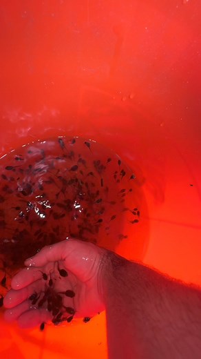 21K views · 268 reactions | Theres still so many tadpoles in there but they keep swimming away from me when I try to catch them. Give me your best ideas on how to get these tadpoles to saftey. #tadpoles #frog #pond | Luke’s Goldies | Facebook