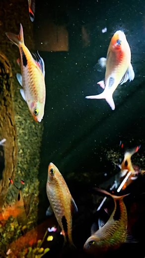 Kraken Habitat on Instagram: ""The Filament Barb (Dawkinsia filamentosa) is a stunning freshwater fish from India and Sri Lanka, known for its flowing fin extensions. Found in fast-flowing rivers, it plays a vital role in aquatic ecosystems. However, habitat destruction, pollution, and overfishing threaten its populations. Conservation efforts focus on sustainable trade, habitat restoration, and river protection. Protecting these fish means preserving biodiversity! #FilamentBarb #RiverConservati