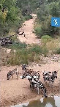 Afrique du Sud : safari, culture et grands espaces 🌍 | Le Routard
