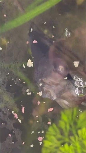 Feeding My Fish Again 🐠🍽️ | Color Tetras & Angelfish –Part 2 #fish #tetrafish #betta #fishhobbyist