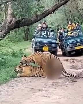 Rare Sighting: Tigers Mating in Zone 6 of Ranthambore