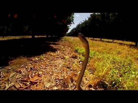 Deadly Black Mamba faster than people can run