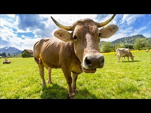 Cow sound effects | Cow moo | 2022 COMPILATION !!!!!