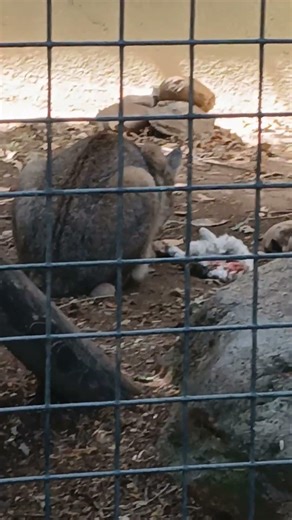 Bobcat eating lunch at the zoo