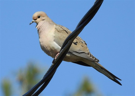 Birds Are Dying Mysterious, Violent Deaths in This Northern California Neighborhood—and No One Can Explain Why
