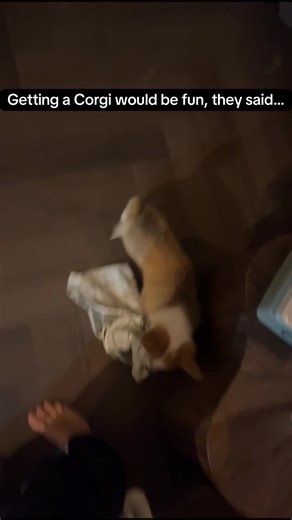 Why Getting a Corgi is So Much Fun