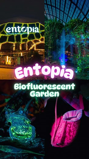 Explore Malaysia's Biofluorescent Garden at Entopia by Night