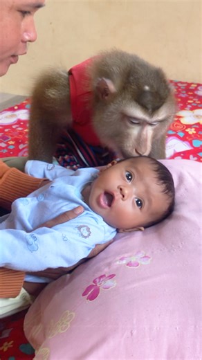 30K views · 1.2K reactions | Jason Showing Soft Side Kiss Newborn Baby To Welcome | Monkey Jason | Facebook
