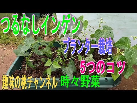 [Bottleless Green Beans] 5 Tips for Growing in a Planter 23/7/17