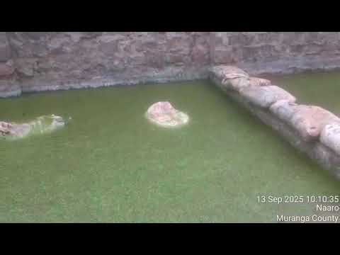 Azolla Growth – Day 5 🌱 (Progress Update)