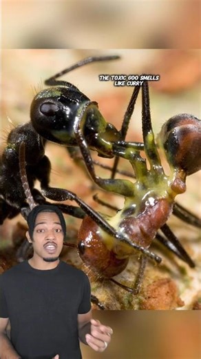 This Ant Explodes As A Defence #wildlife #biology