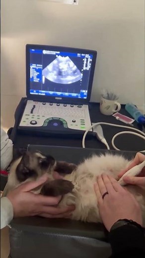 Amazing Look At Cat Ultrasound