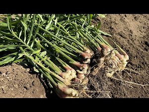 How to grow ginger (ginger) and tips for growing it big (fertilizer, soiling, watering) 2023/8/2