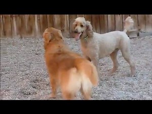 Barking Hound Village Presents - Pups at Play - YouTube