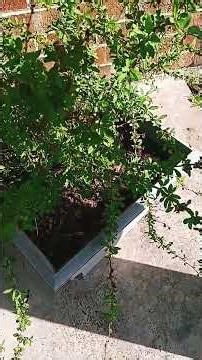 GROWING a GOJI BERRY bush #garden #gardening #texasgardening