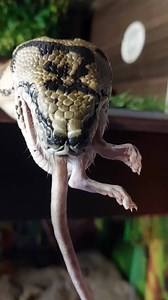 3.7K views · 53 reactions | Hi julle Selfs ou Borris my australiese carpet phython het lekker geeet. N regte take out. Be safe | Silverfox Snake Rescues | Facebook