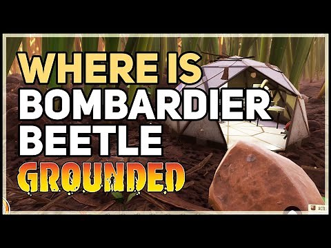 Grounded Bombardier Beetle Location (Bombardier Part, Boiling Gland)
