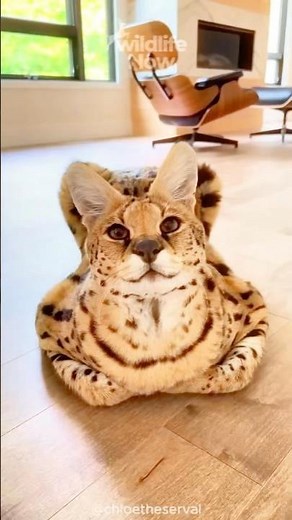 Serval Cat Hunting Skills Explained in the Wild #Serval #shorts