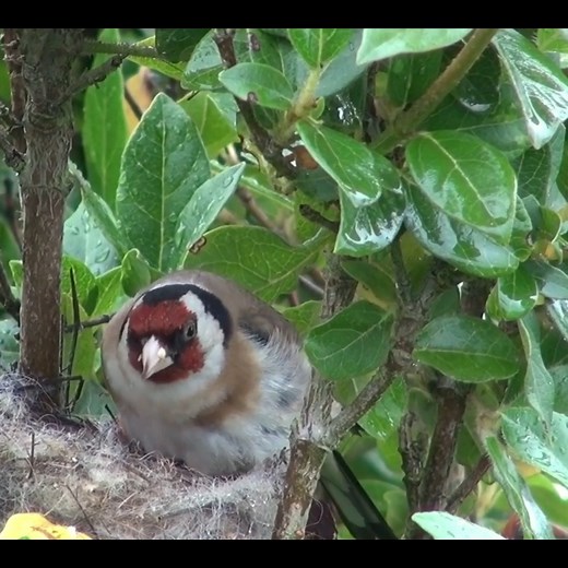 2.5K views · 65 reactions | The elegant goldfinch. #birds #bird #nature #birdsofinstagram #wildlife #birdphotography #naturephotography #wildlifephotography #photography #birdwatching #birdlovers #birding #animals #naturelovers #best #of #love #birdstagram #ig #parrots #photooftheday #captures #art #canon #aves #nikon #perfection #parrot #animal #birdlife | Bird world | Facebook
