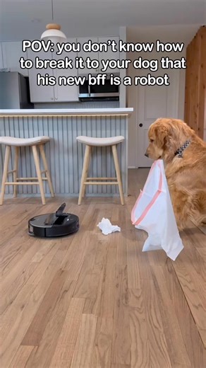 Who’s going to tell Barry that his new bff is actually a Robot Vacuum #techinnovation #AIDesign #roborock #sarosZ70 #vacuum #cleaning #robotvacuum | Hugo The Malamute