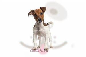 Le Jack Russell Terrier : origines, caractère, qualités & défauts