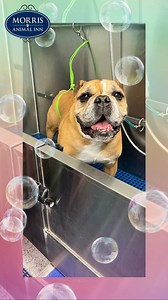 Spa day goals! Enjoying a cheesy treat and being cared for by Fear Free™ Certified Professionals helps build positive and relaxing grooming experiences. 🐾 Learn more about Cooperative Care Sessions with our Fear Free™ Certified Professional Dog Trainers and Groomers on our website: www.morrisanimalinn.com/dog-training | Morris Animal Inn