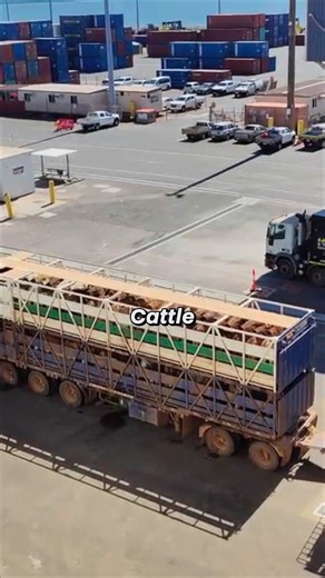 How Cattle Are Loaded Safely for Sea Transport #fblifestyle | Mo bimpe