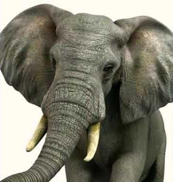 (The Adventures Of Tarzan 2019) The Elephant's Trumpet 🐘 🔊