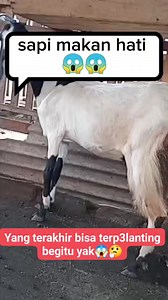 185K views · 471 reactions | Sapi mengamuk #reels #monetisasi #sapiviral #jangkauanluas | Anisa Sulis | Facebook