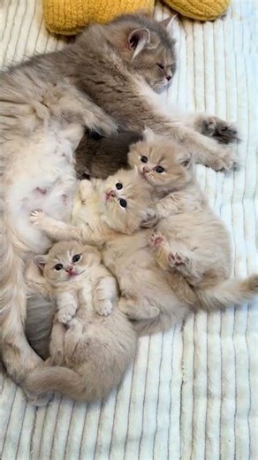 Three Little Golden Angels: Short vs Long Hair