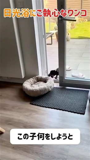[Amazing] This dog is so passionate about sunbathing that he even carried a huge cushion over to ...