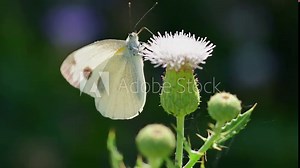Pieris brassicae, the large white butterfly, also called cabbage butterfly. Large white is common throughout Europe, north Africa and Asia often in agricultural areas, meadows and parkland.