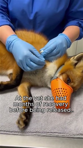 He Led Me To His Trapped Mate! #fox #animalrescue #wholesome
