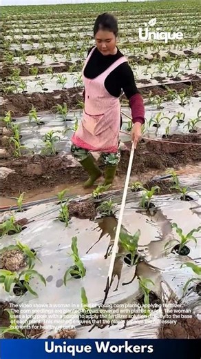 Fertilizing Corn: Woman Uses Targeted Application Technique
