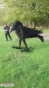 22M views · 199 reactions | That is one large crow. | The National Desk - TND | Facebook