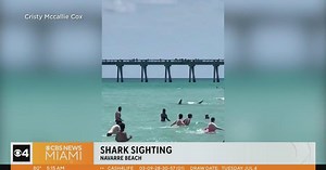 Caught on Camera: Large shark swimming near shore of crowded Florida beach