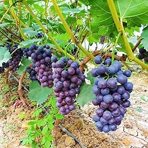 Grape Vine, Grape Plant Live 1-2 Years Old, Sweet Grape Fruit Tree, Very Cold Hardy (Concord Grape)
