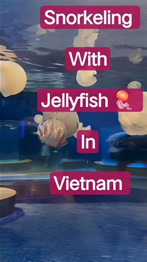 Snorkeling With Jellyfish 🪼.#ytshorts #travel #vietnam #phuquoc #jellyfish #venom #freestyle #1m